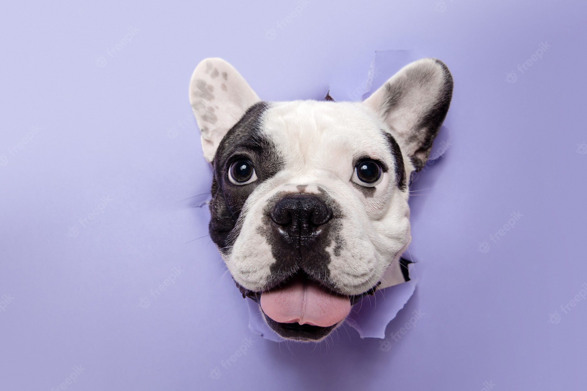 alimentação canina