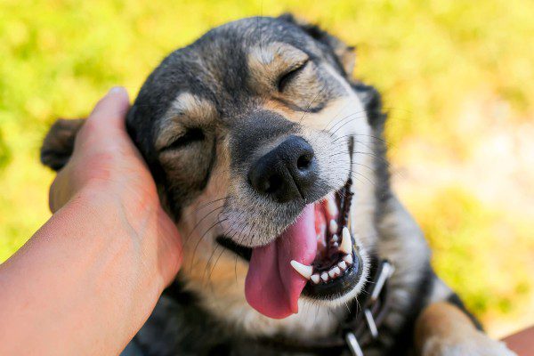 hospedagem e hotelzinho creche para PET Lylicas Dog Hotel Cachorro feliz Petlove1