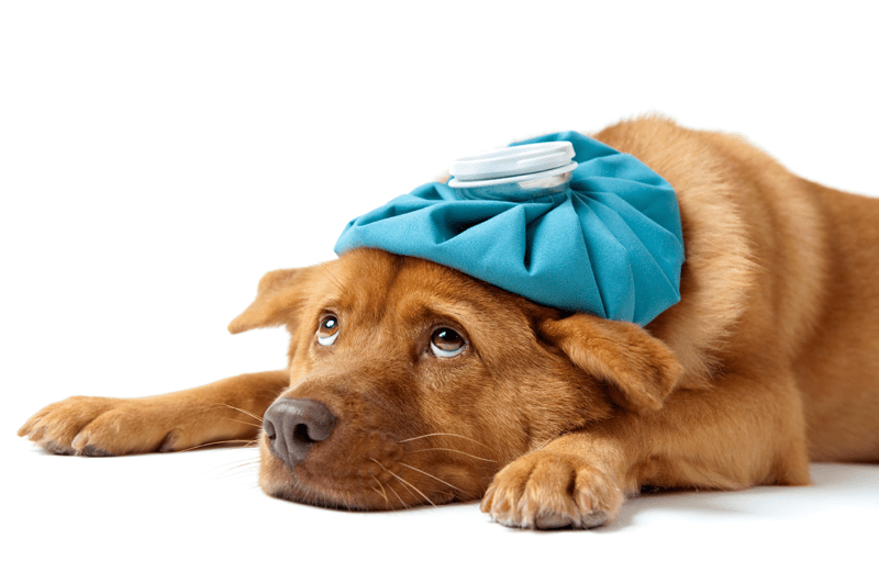 hospedagem e hotelzinho creche para PET Lylicas Dog Hotel Cachorro intoxicado como identificar e o que fazer1 e1689734245917