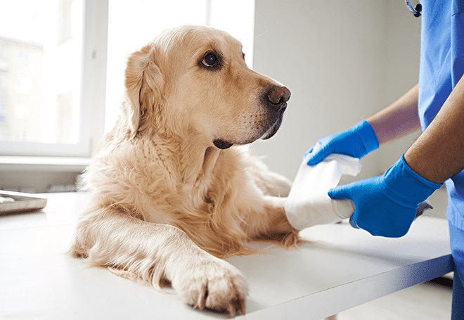 hospedagem e hotelzinho creche para PET Lylicas Dog Hotel CirurgiaVeterinaria1