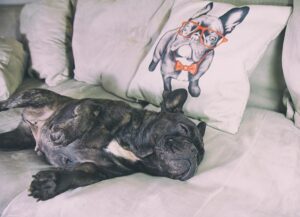 hospedagem e hotelzinho creche para PET Lylicas Dog Hotel GettyImages 6390869261
