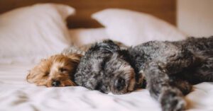 hospedagem e hotelzinho creche para PET Lylicas Dog Hotel Pet Friendly Hotels in Washington FACEBOOK1