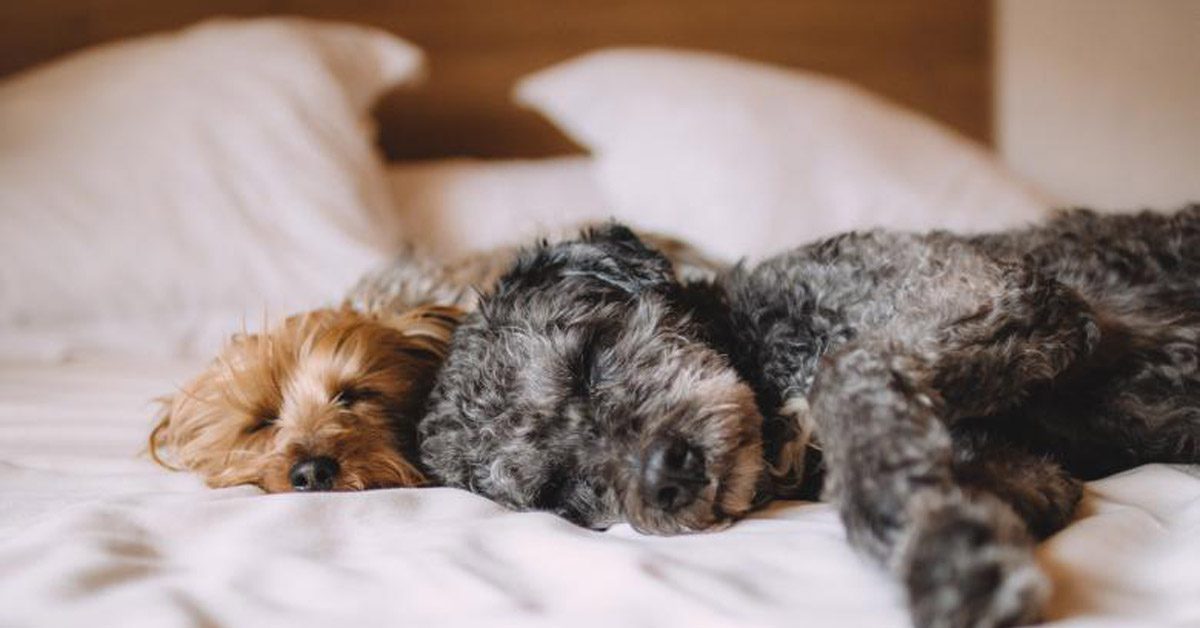 hospedagem e hotelzinho creche para PET Lylicas Dog Hotel Pet Friendly Hotels in Washington FACEBOOK1