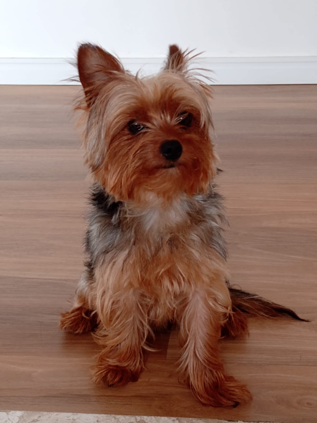 Yorkshire - Koki-hospede-lylicas-hotel-cachorro-creche