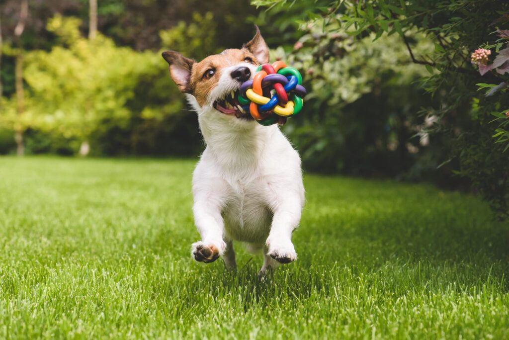 hospedagem e hotelzinho creche para PET Lylicas Dog Hotel a importancia do enriquecimento ambiental na vida do seu pet