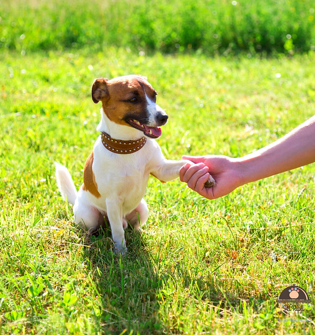 hospedagem e hotelzinho creche para PET Lylicas Dog Hotel a importancia do tempo de qualidade com seu cachorrinho mesmo durante a estadia 1