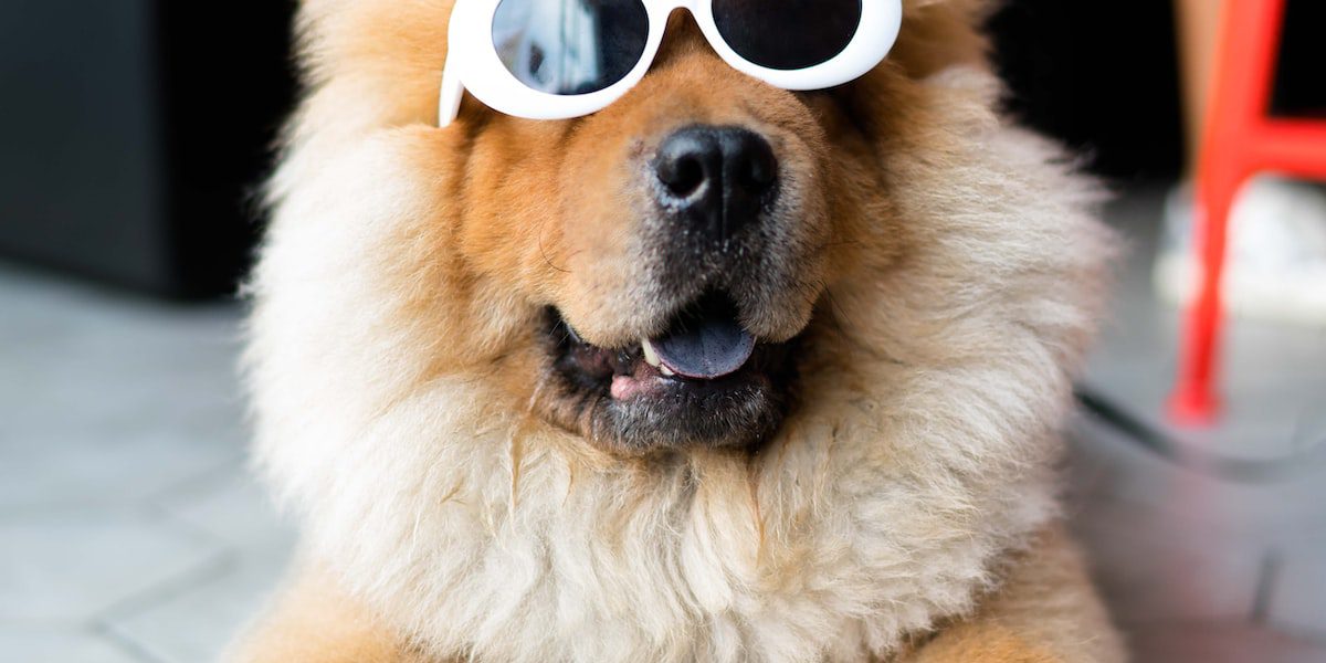 hospedagem e hotelzinho creche para PET Lylicas Dog Hotel a importancia dos exames de rotina para a saude do seu pet 1