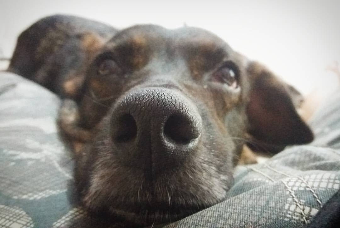 hospedagem e hotelzinho creche para PET Lylicas Dog Hotel achados pet o segredo para a felicidade canina