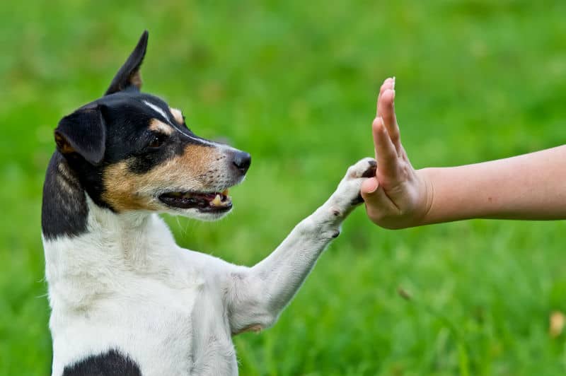 adestramento canino
