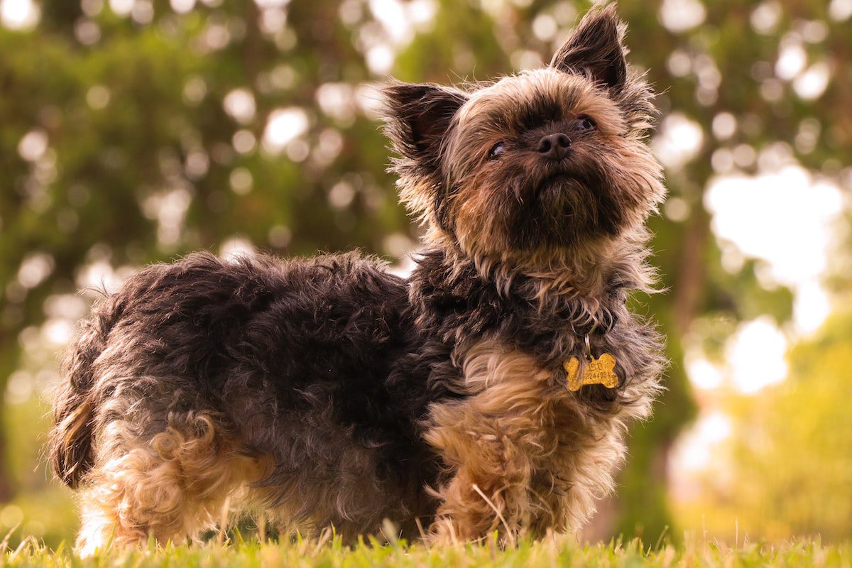 hospedagem e hotelzinho creche para PET Lylicas Dog Hotel affenpinscher