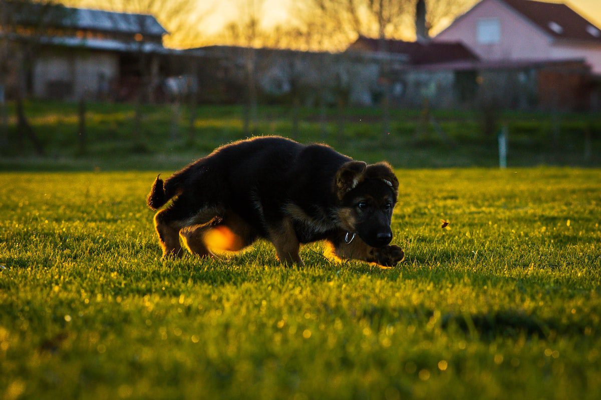 hospedagem e hotelzinho creche para PET Lylicas Dog Hotel afghan shepherd