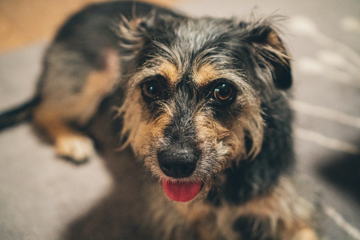 hospedagem e hotelzinho creche para PET Lylicas Dog Hotel airedale terrier 1