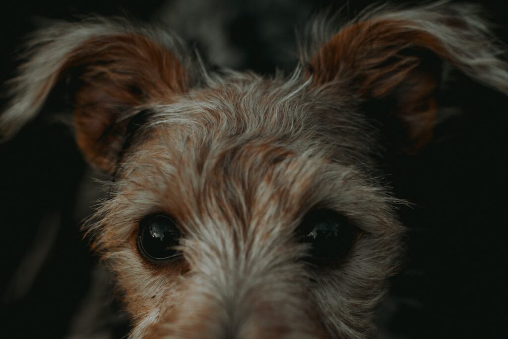 hospedagem e hotelzinho creche para PET Lylicas Dog Hotel airedale terrier
