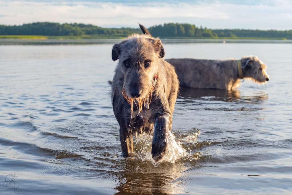 hospedagem e hotelzinho creche para PET Lylicas Dog Hotel airedale terrier 2