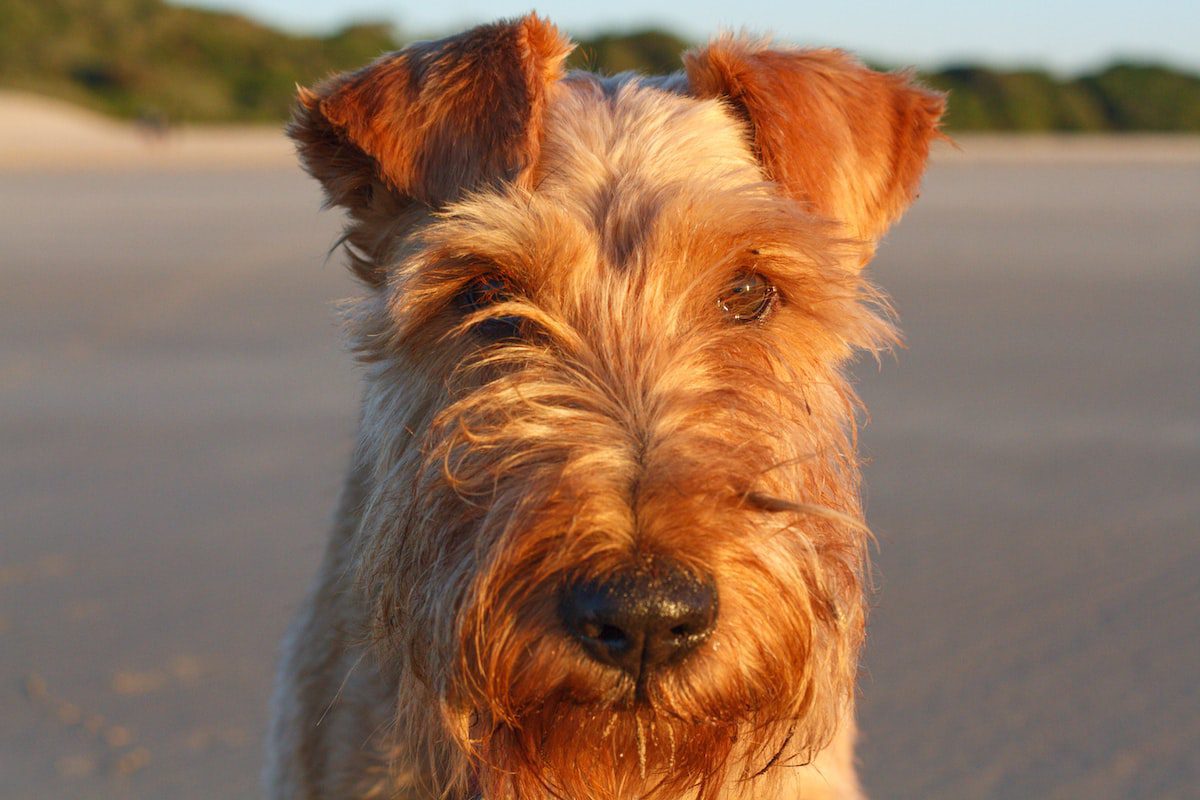 hospedagem e hotelzinho creche para PET Lylicas Dog Hotel airedale terrier 5