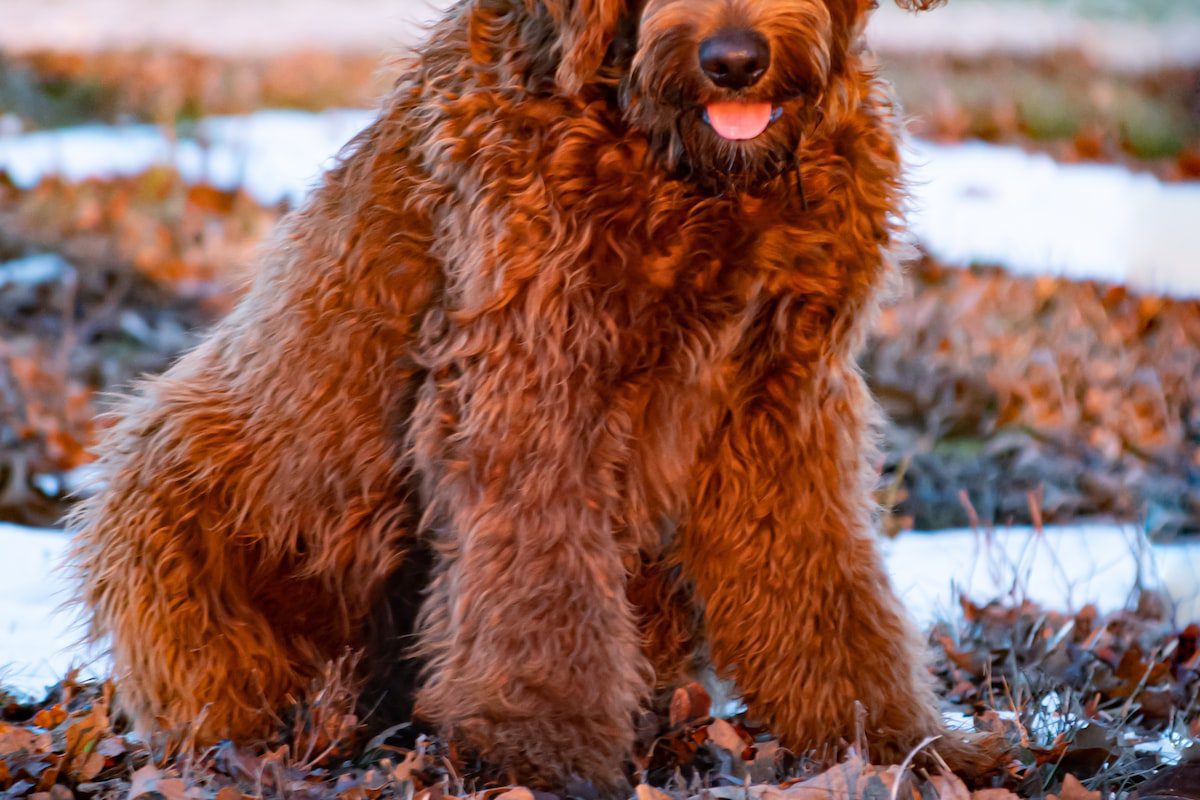 hospedagem e hotelzinho creche para PET Lylicas Dog Hotel airedale terrier 6