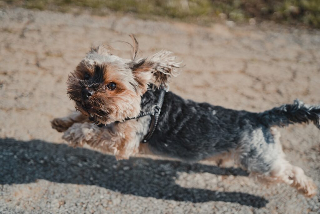 hospedagem e hotelzinho creche para PET Lylicas Dog Hotel airedale terrier 7