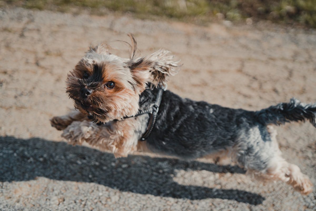 hospedagem e hotelzinho creche para PET Lylicas Dog Hotel airedale terrier 7