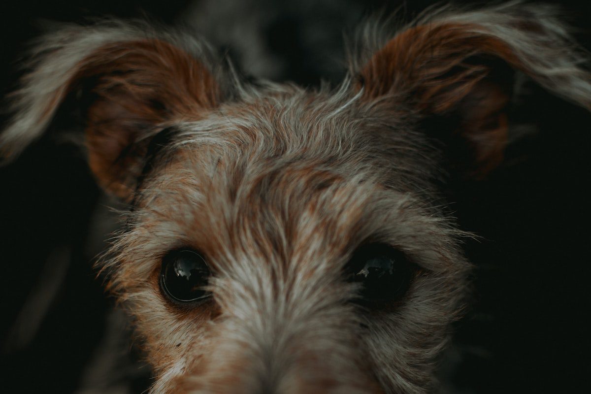hospedagem e hotelzinho creche para PET Lylicas Dog Hotel airedale terrier