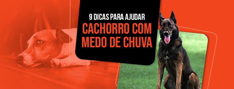 hospedagem e hotelzinho creche para PET Lylicas Dog Hotel ajudando seu pet a superar medos e fobias estrategias eficazes