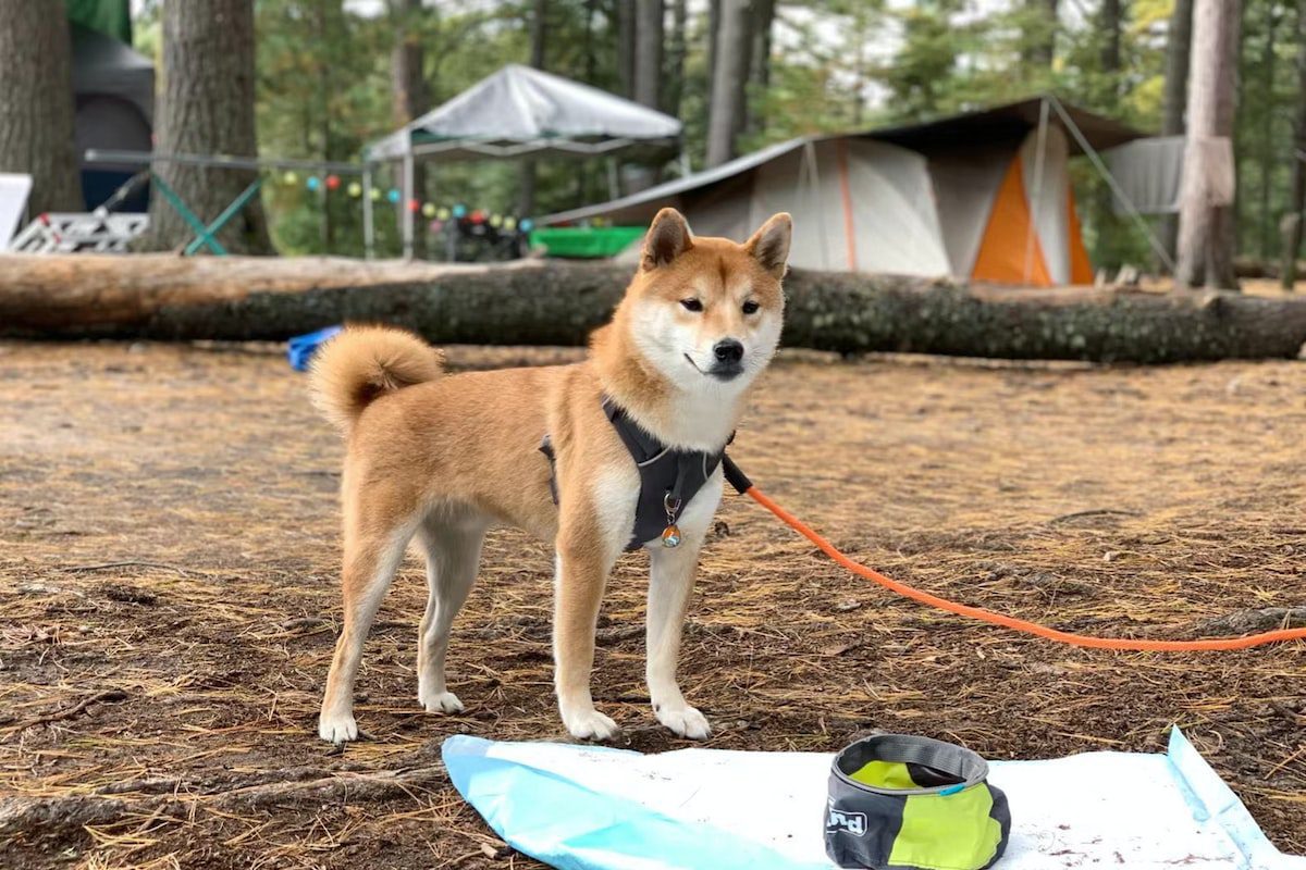 hospedagem e hotelzinho creche para PET Lylicas Dog Hotel akita inu