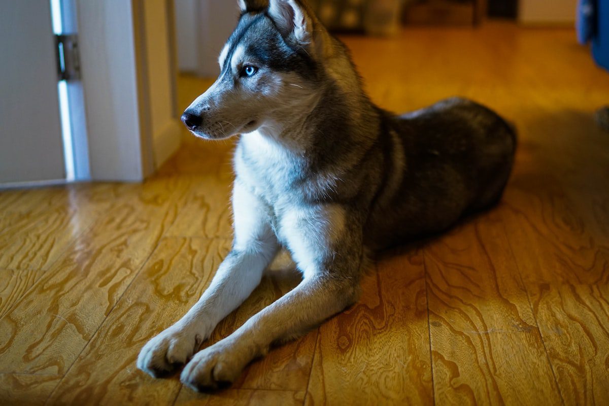 hospedagem e hotelzinho creche para PET Lylicas Dog Hotel alaskan husky