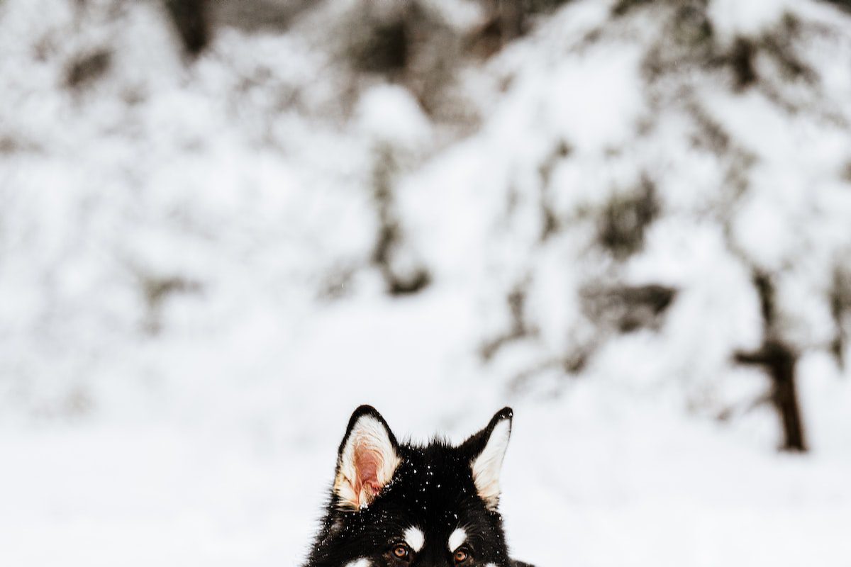 hospedagem e hotelzinho creche para PET Lylicas Dog Hotel alaskan malamute