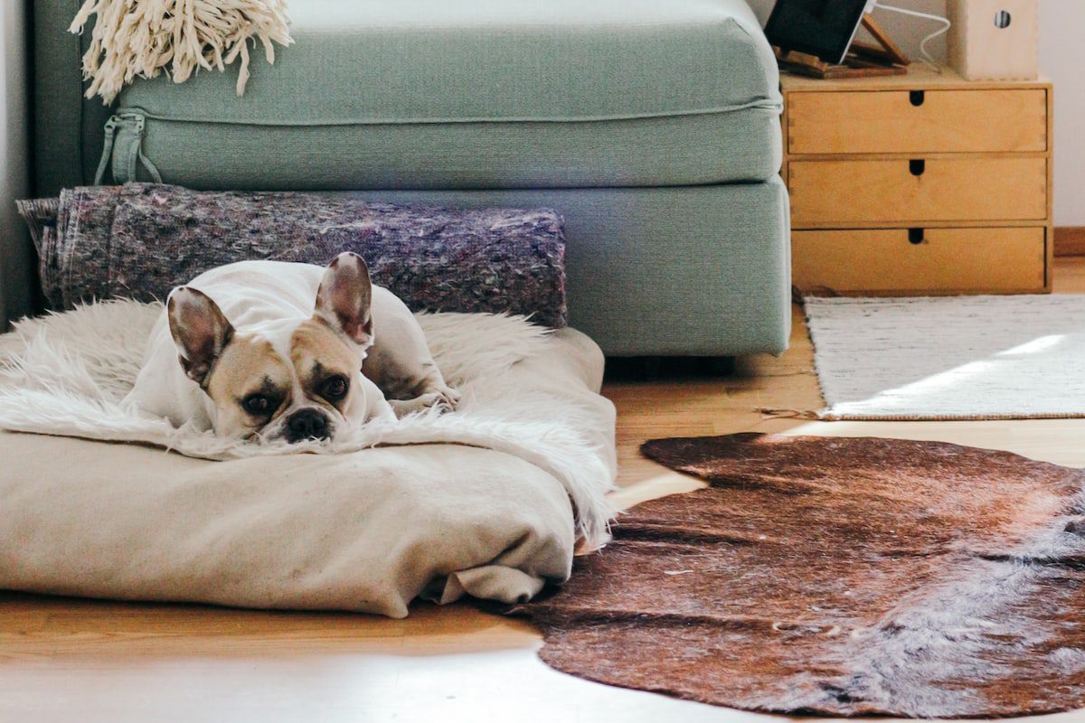 hospedagem e hotelzinho creche para PET Lylicas Dog Hotel american bulldog
