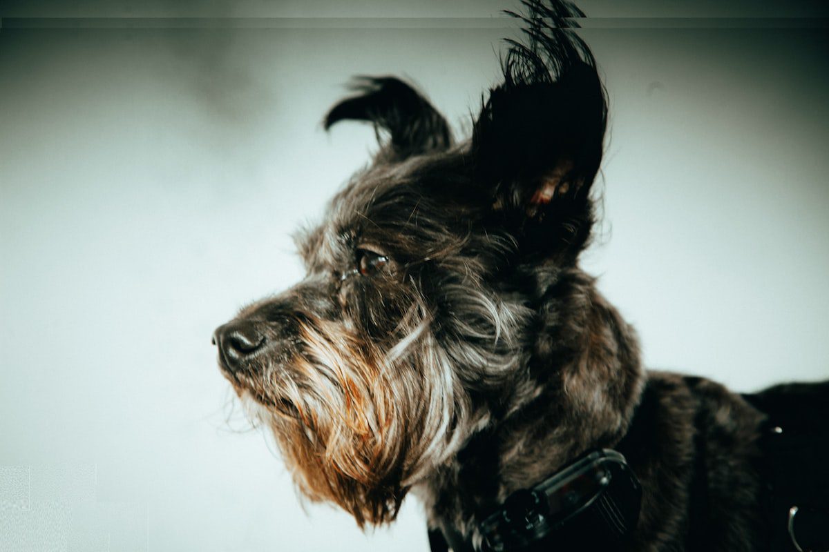 hospedagem e hotelzinho creche para PET Lylicas Dog Hotel australian terrier