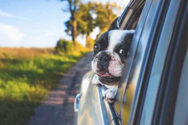 hospedagem e hotelzinho creche para PET Lylicas Dog Hotel aventuras ao ar livre destinos pet friendly para viagens memoraveis
