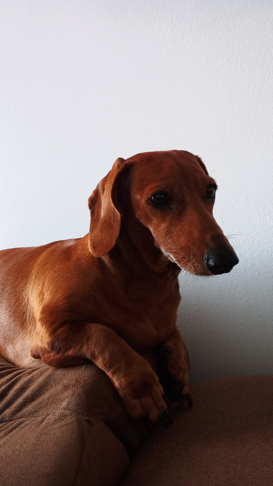 cachorro raça basset