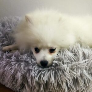 E o Bob Voltou!!!!!Um Spitz Alemão Branco, de 3 meses 2 Spitz Alemão Branco