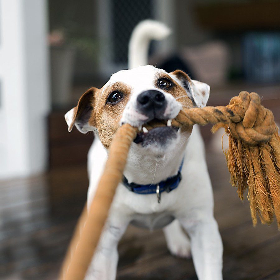 hospedagem e hotelzinho creche para PET Lylicas Dog Hotel brincadeiras e atividades para manter seu pet entretido durante a estadia