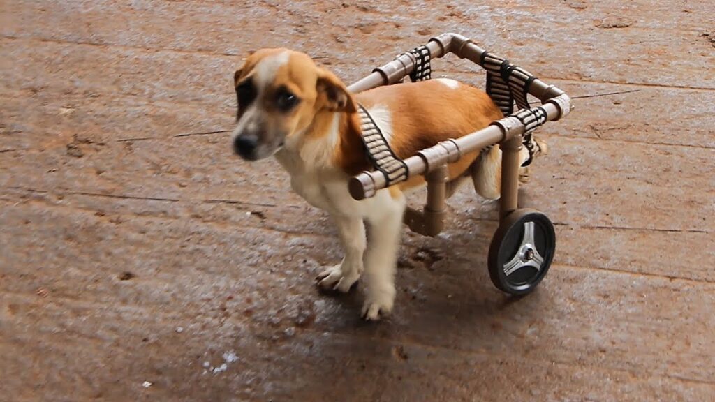 hospedagem e hotelzinho creche para PET Lylicas Dog Hotel cachorrinho em movimento desvendando o segredo da mobilidade