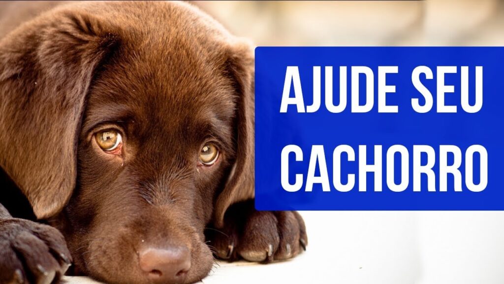 hospedagem e hotelzinho creche para PET Lylicas Dog Hotel como ajudar seu cachorrinho a superar a ansiedade de separacao