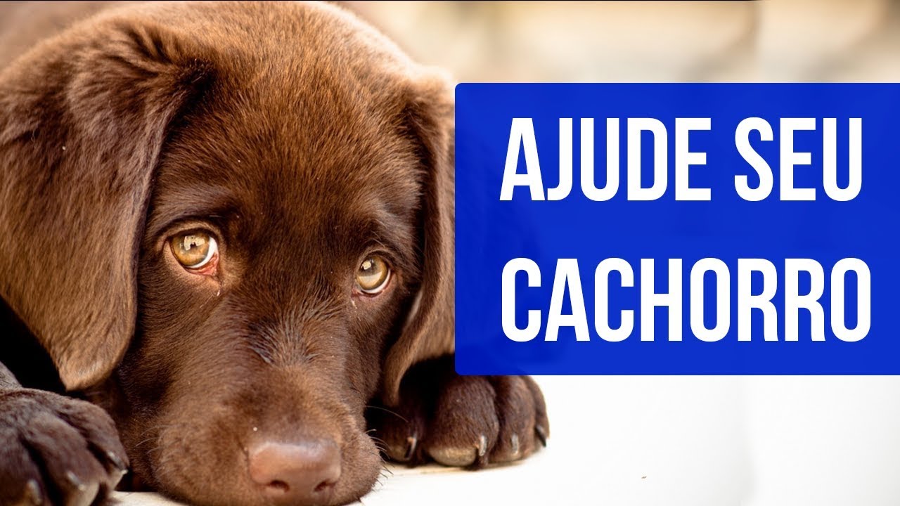 hospedagem e hotelzinho creche para PET Lylicas Dog Hotel como ajudar seu cachorrinho a superar a ansiedade de separacao