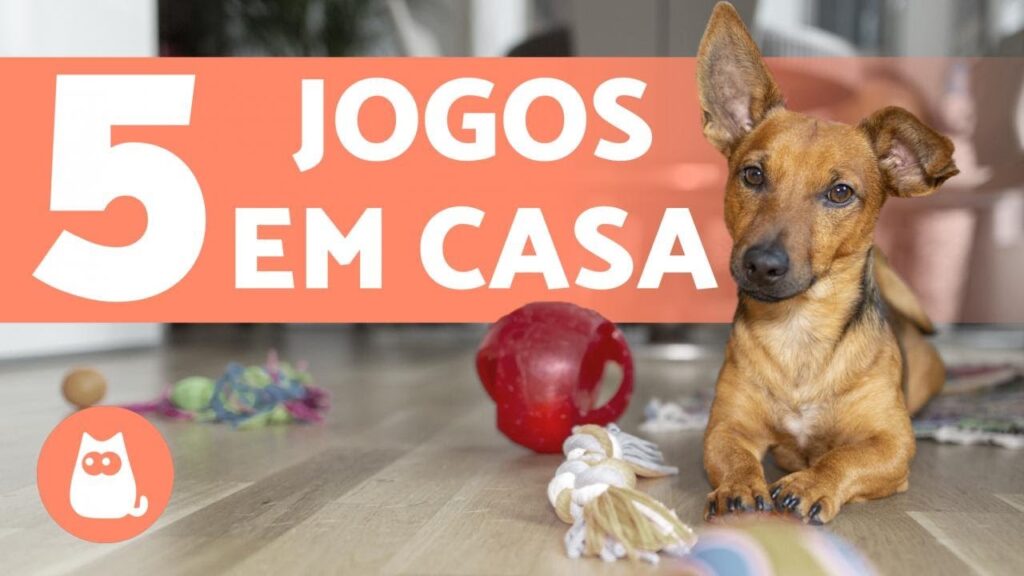 hospedagem e hotelzinho creche para PET Lylicas Dog Hotel como brincar com seu cachorro