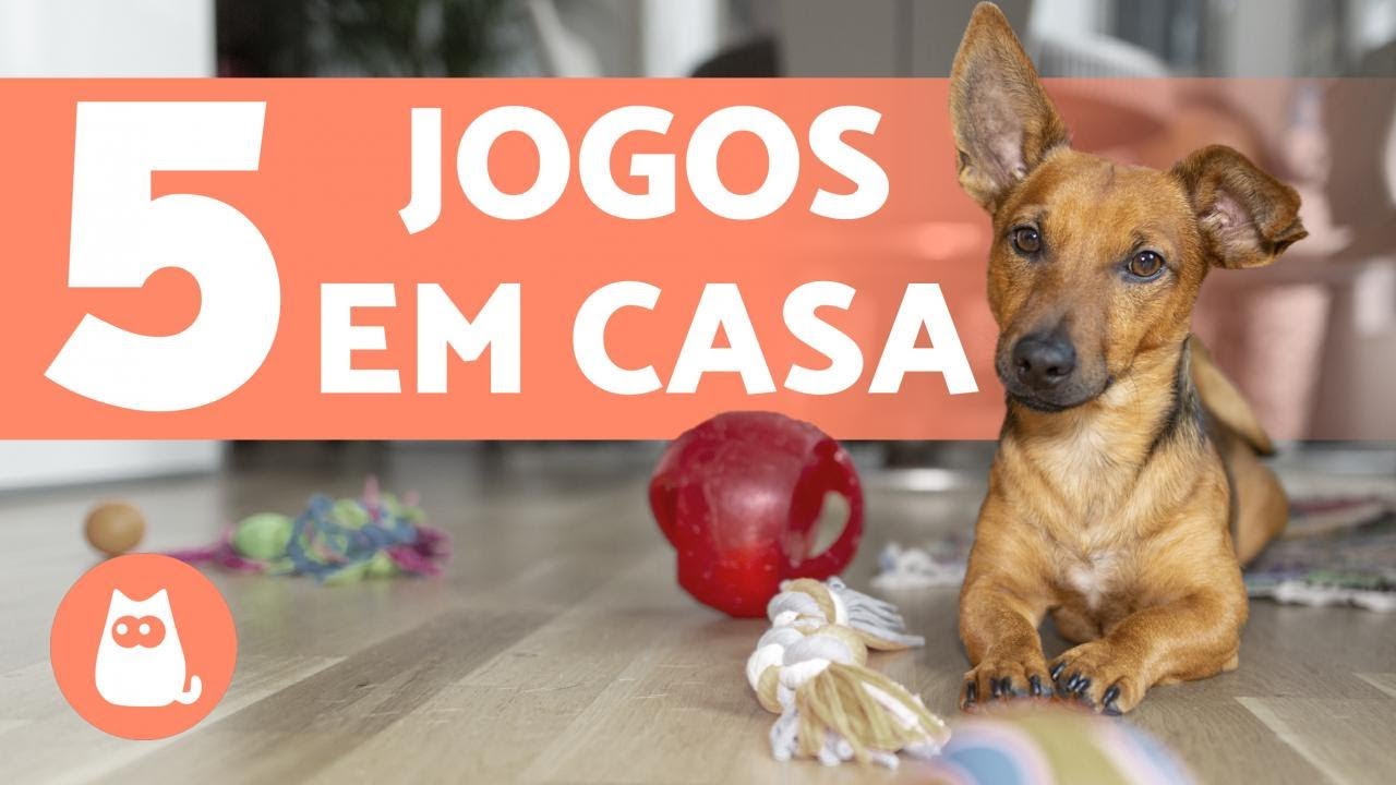 hospedagem e hotelzinho creche para PET Lylicas Dog Hotel como brincar com seu cachorro