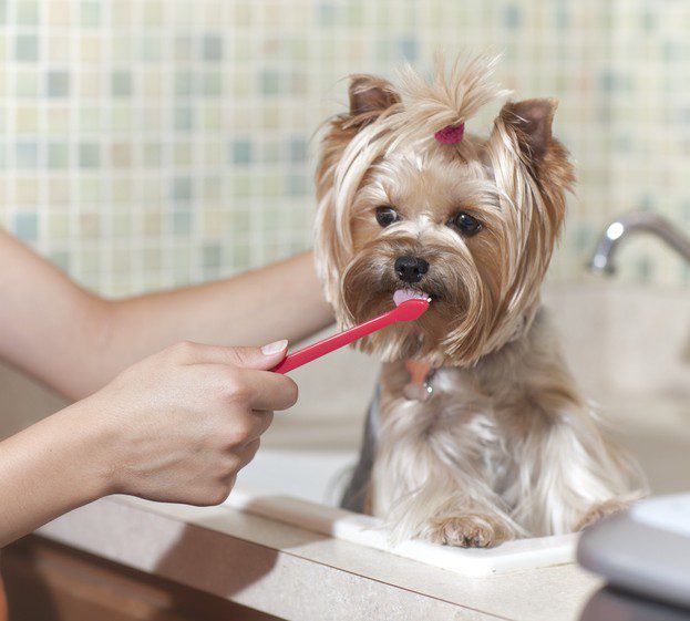 hospedagem e hotelzinho creche para PET Lylicas Dog Hotel como cuidamos da saude bucal do seu cachorrinho durante a estadia