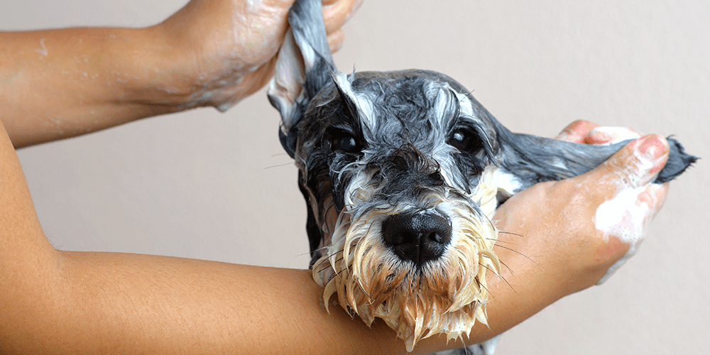hospedagem e hotelzinho creche para PET Lylicas Dog Hotel como cuidar da higiene do seu cachorro