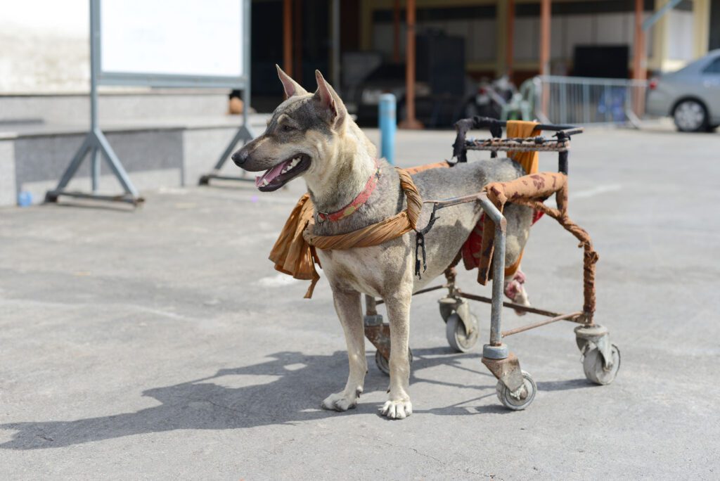 hospedagem e hotelzinho creche para PET Lylicas Dog Hotel como cuidar de um cachorro com necessidades especiais