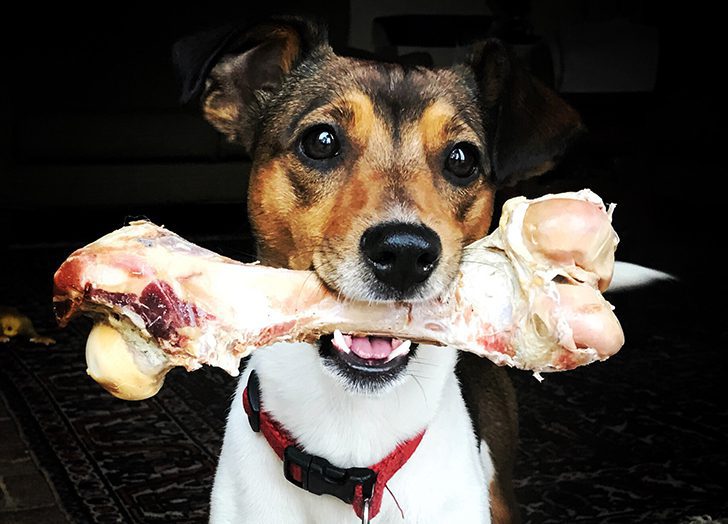 hospedagem e hotelzinho creche para PET Lylicas Dog Hotel como cuidar melhor do pelo do seu cachorro
