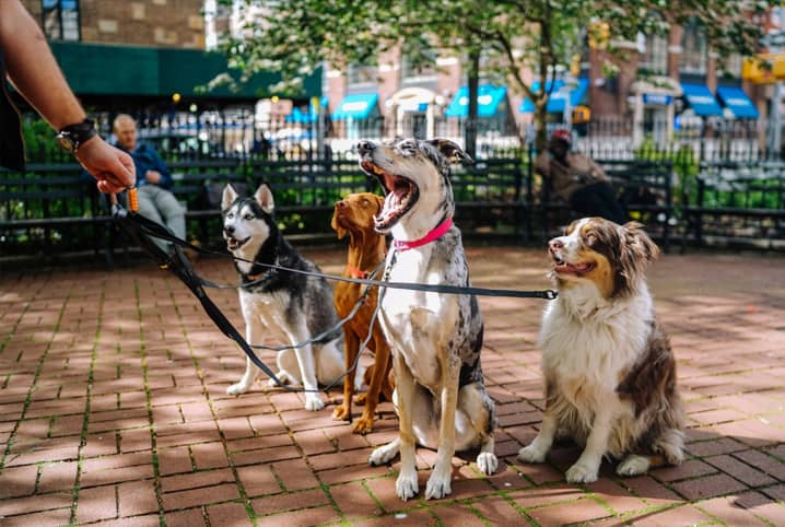 hospedagem e hotelzinho creche para PET Lylicas Dog Hotel como escolher a cuidadora de cachorro ideal e por isso escolher lylicas dog hotel