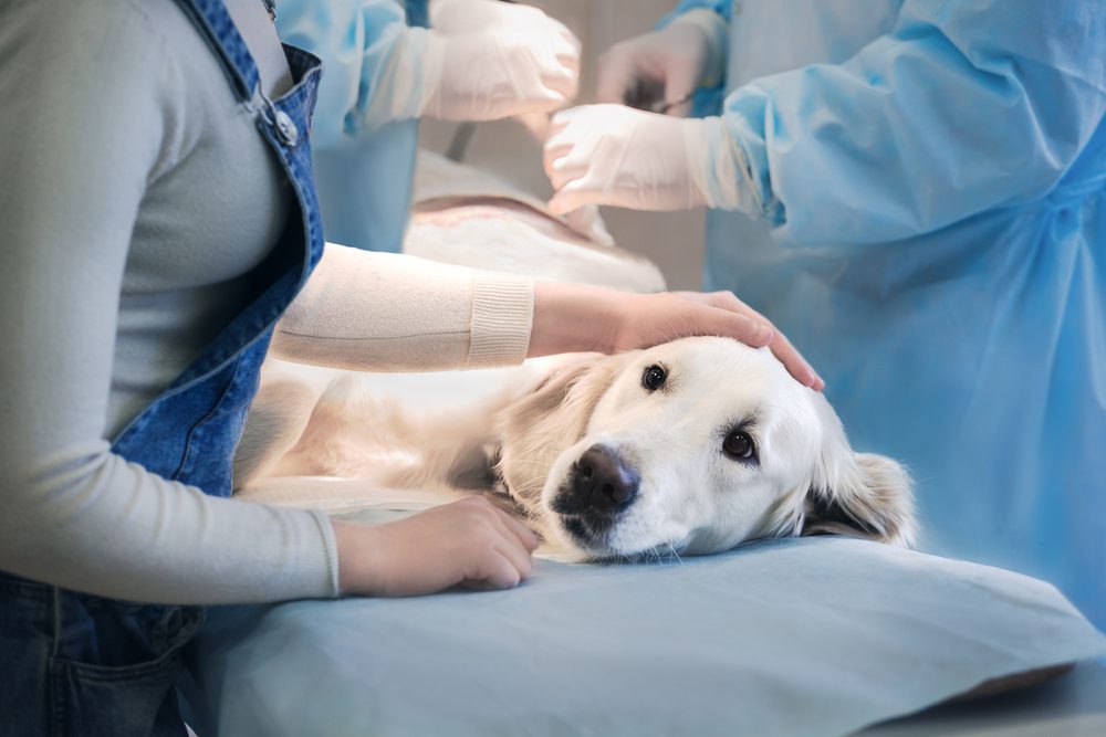 hospedagem e hotelzinho creche para PET Lylicas Dog Hotel como lidamos com emergencias e cuidados veterinarios durante a estadia