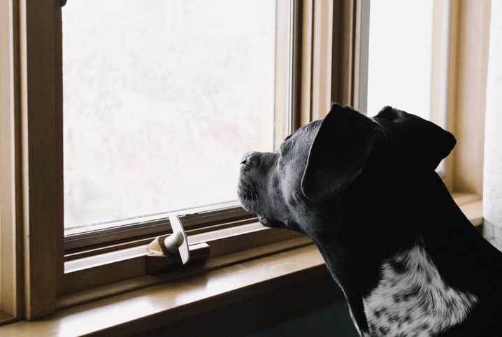 hospedagem e hotelzinho creche para PET Lylicas Dog Hotel como lidar com um cachorro ansioso