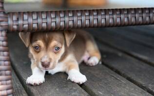hospedagem e hotelzinho creche para PET Lylicas Dog Hotel como lidar com um cachorro com medo