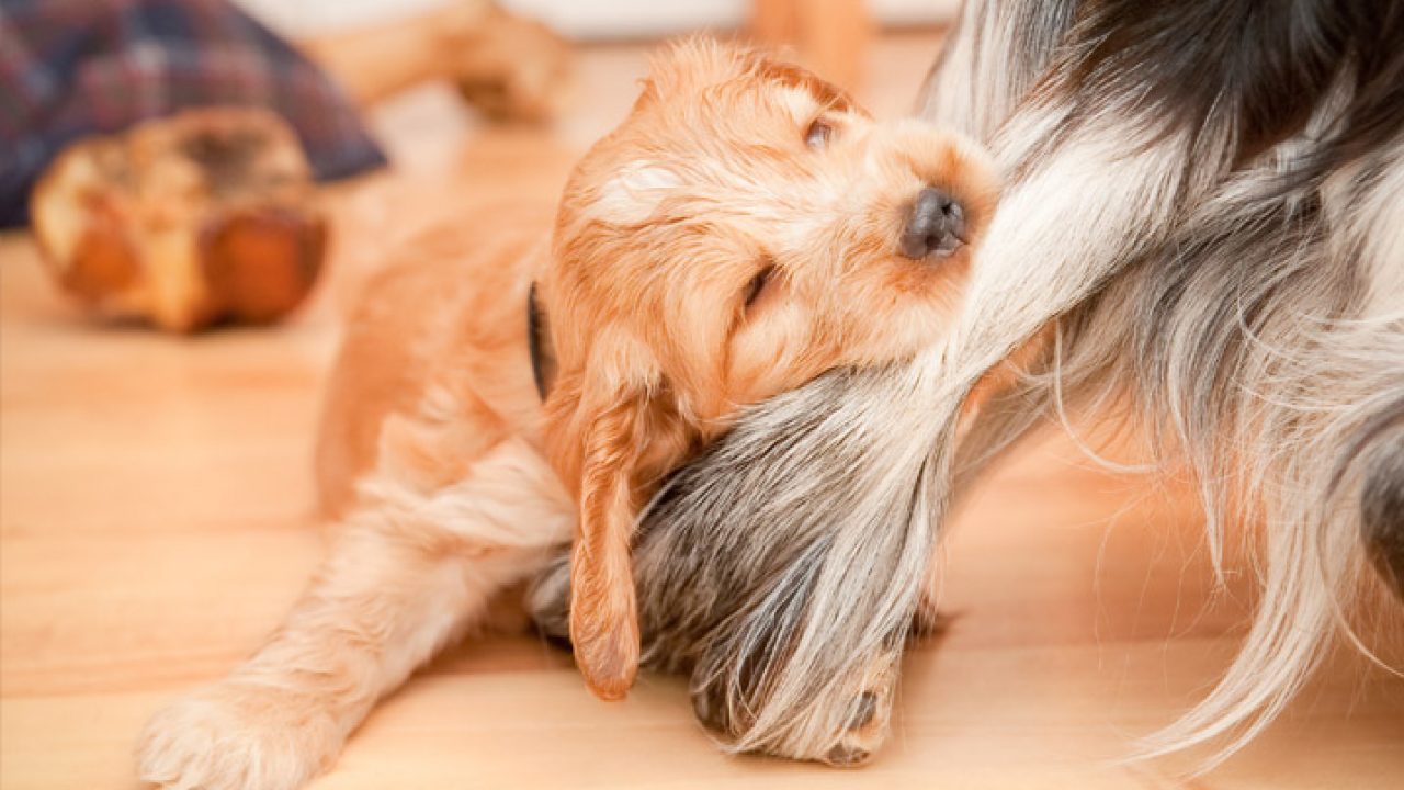 hospedagem e hotelzinho creche para PET Lylicas Dog Hotel como lidar com um cachorro com problemas de comportamento