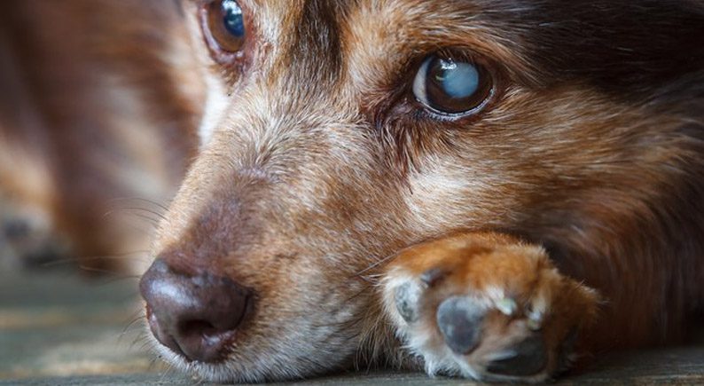 hospedagem e hotelzinho creche para PET Lylicas Dog Hotel como lidar com um cachorro com problemas de visao
