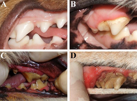 hospedagem e hotelzinho creche para PET Lylicas Dog Hotel como lidar com um cachorro com problemas dentarios