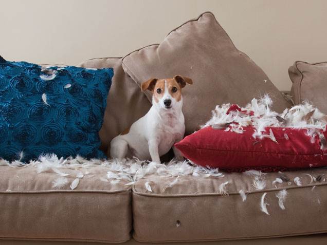 hospedagem e hotelzinho creche para PET Lylicas Dog Hotel como lidar com um cachorro destrutivo